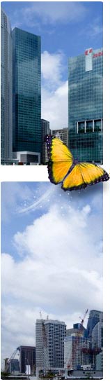 organizaion web design